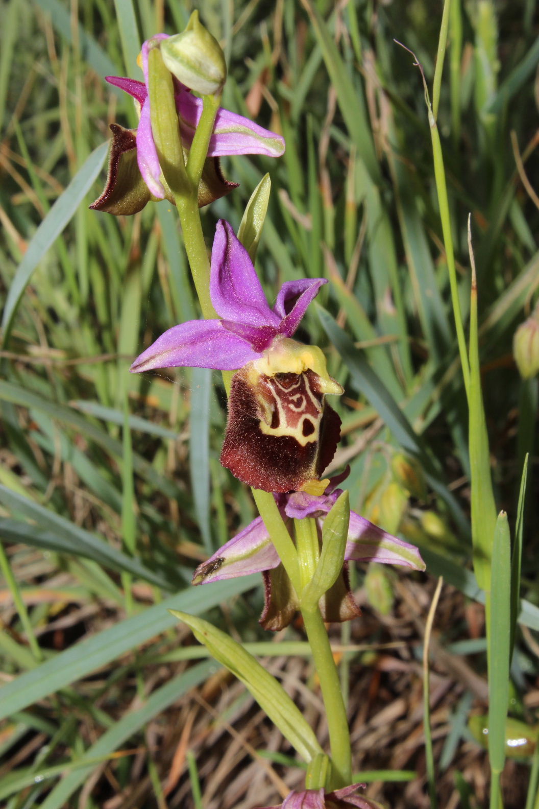 Orchidee dal promontorio del Gargano